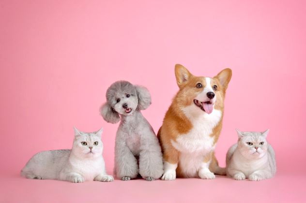 Two cats and two dogs in a line facing the camera, pink background