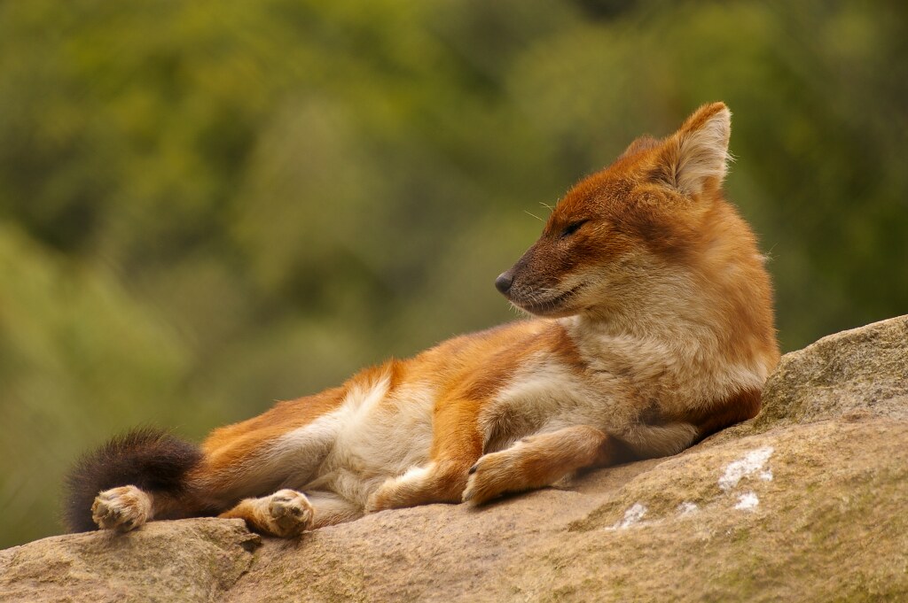 A Red Fox