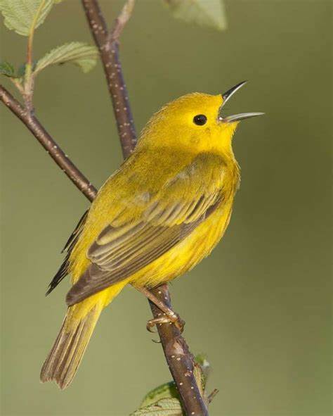 A small yellow bird perched on a tiny limb, singing.