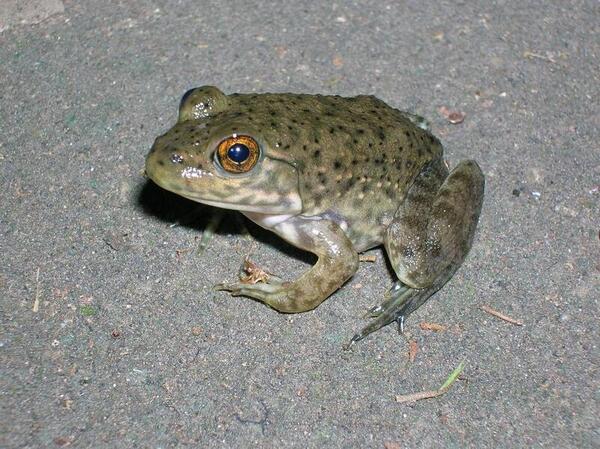a not so creepy critter - small toad