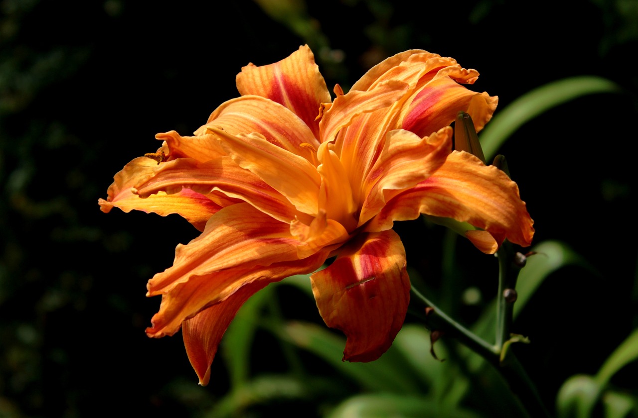 daylilly flower
