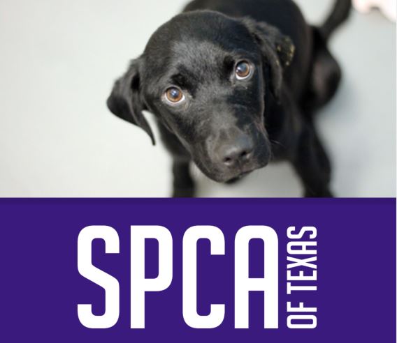 Labrador with SPCA logo