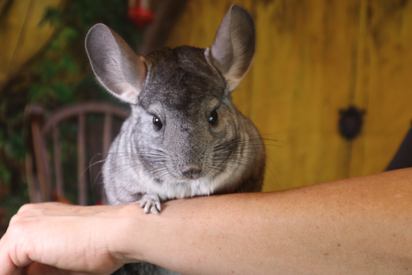 picture of a gray mammal sitting on an arm