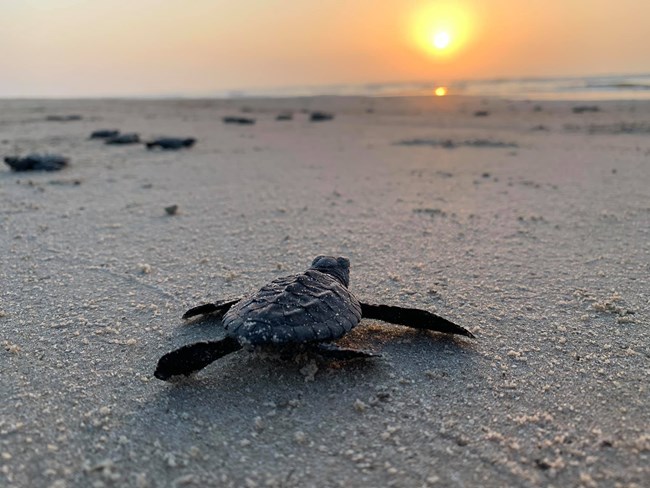Kemp's Ridley hatchling crawling towards the ocean at dawn. NPS Photo.