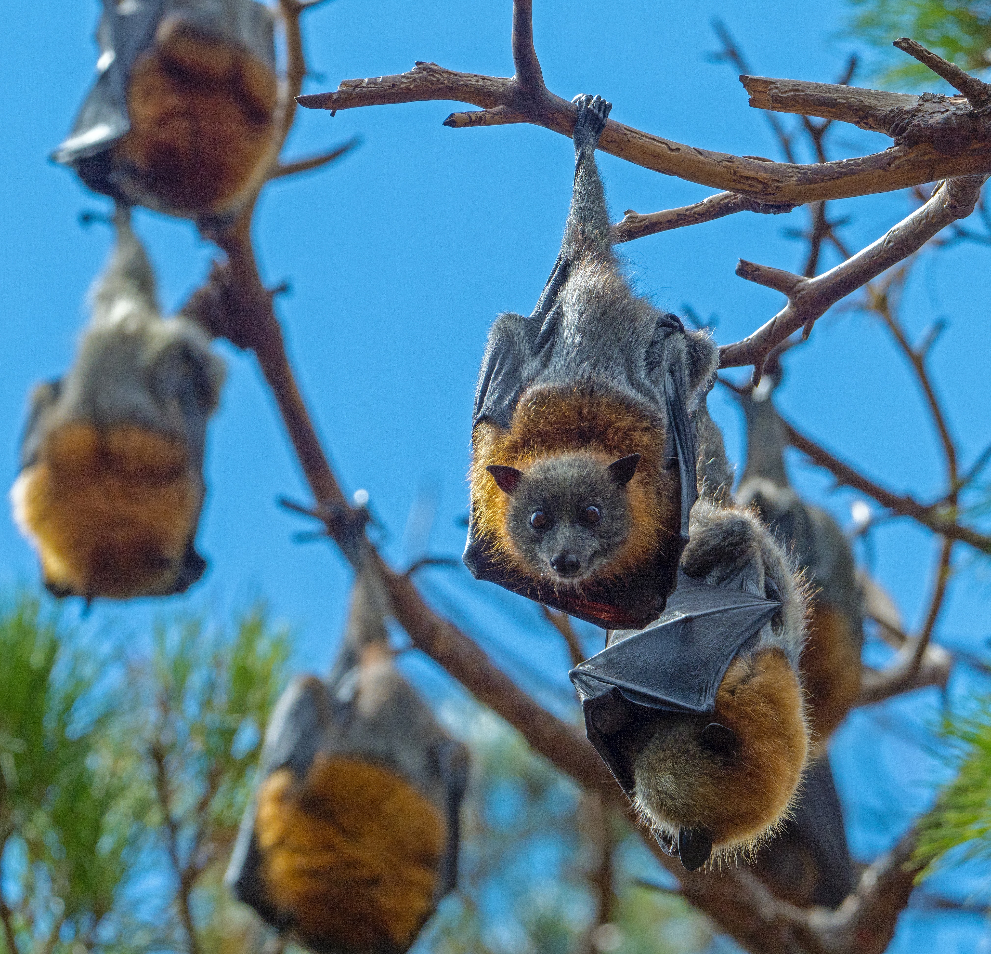 Bats Hanging from a Tree from Rene Riegal on Unsplash