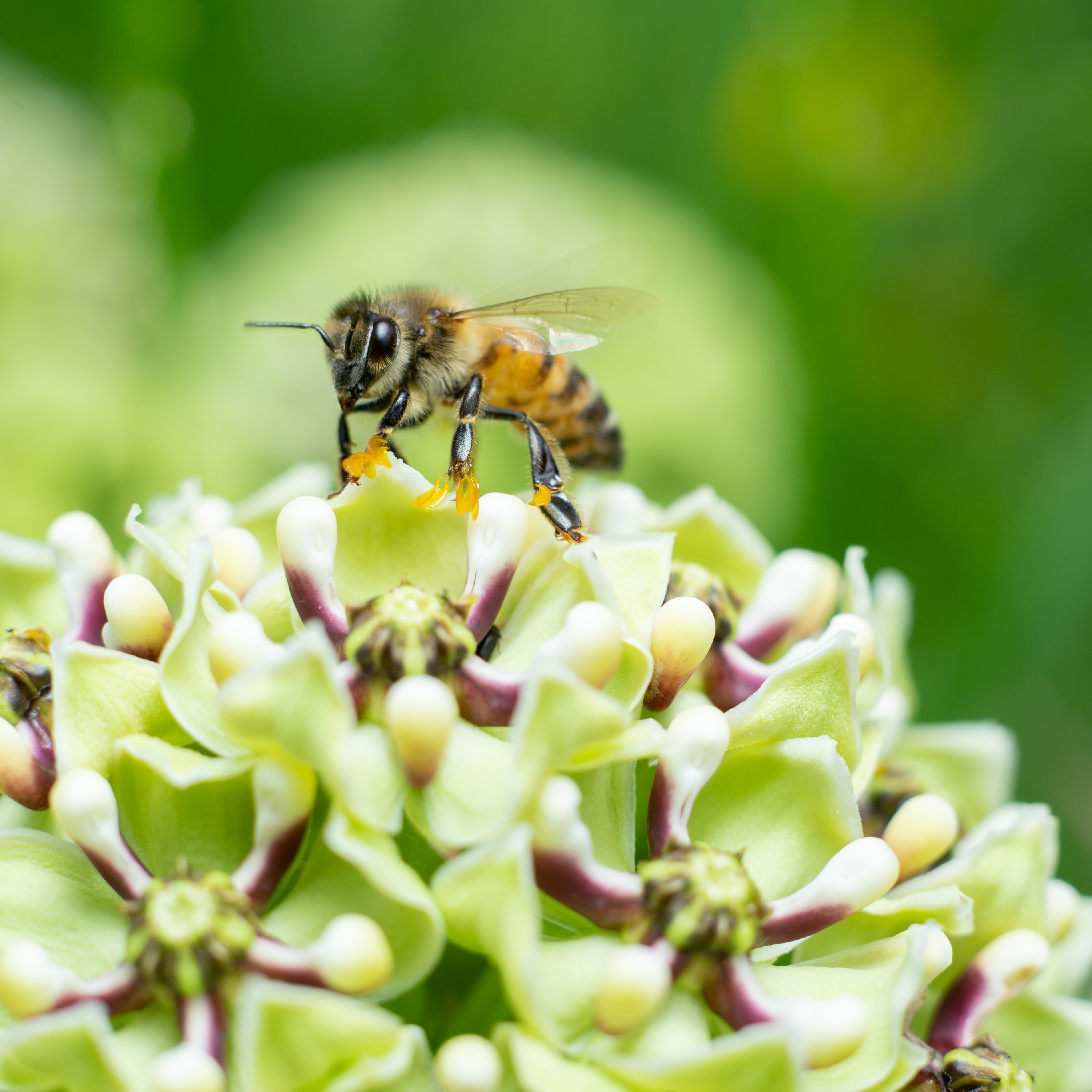 Bee on Flower Photo by Luis Rodriguez on Unsplash