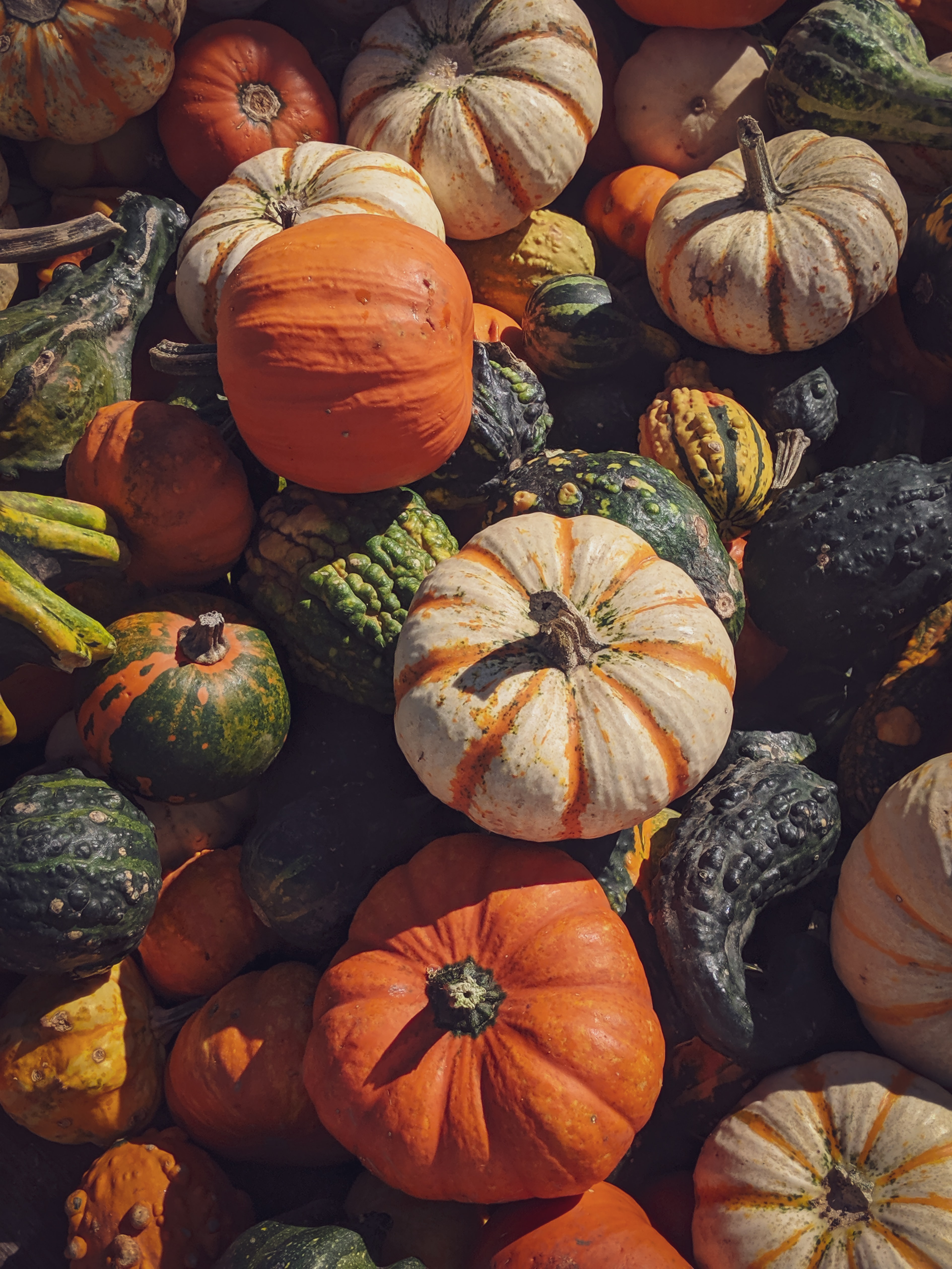 Pumpkins from Unsplash by Meghan Griffin
