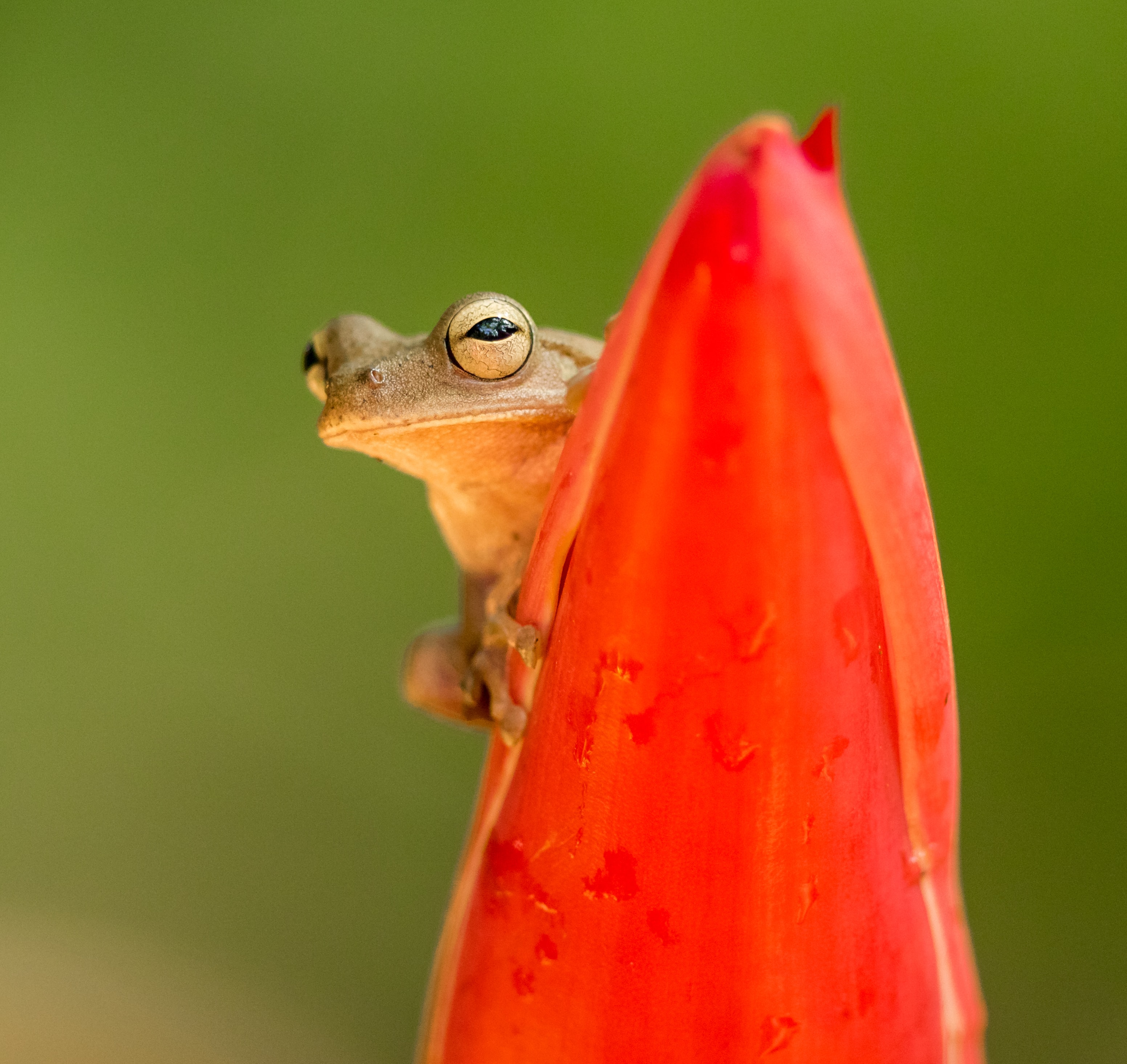 Frog on a Petal