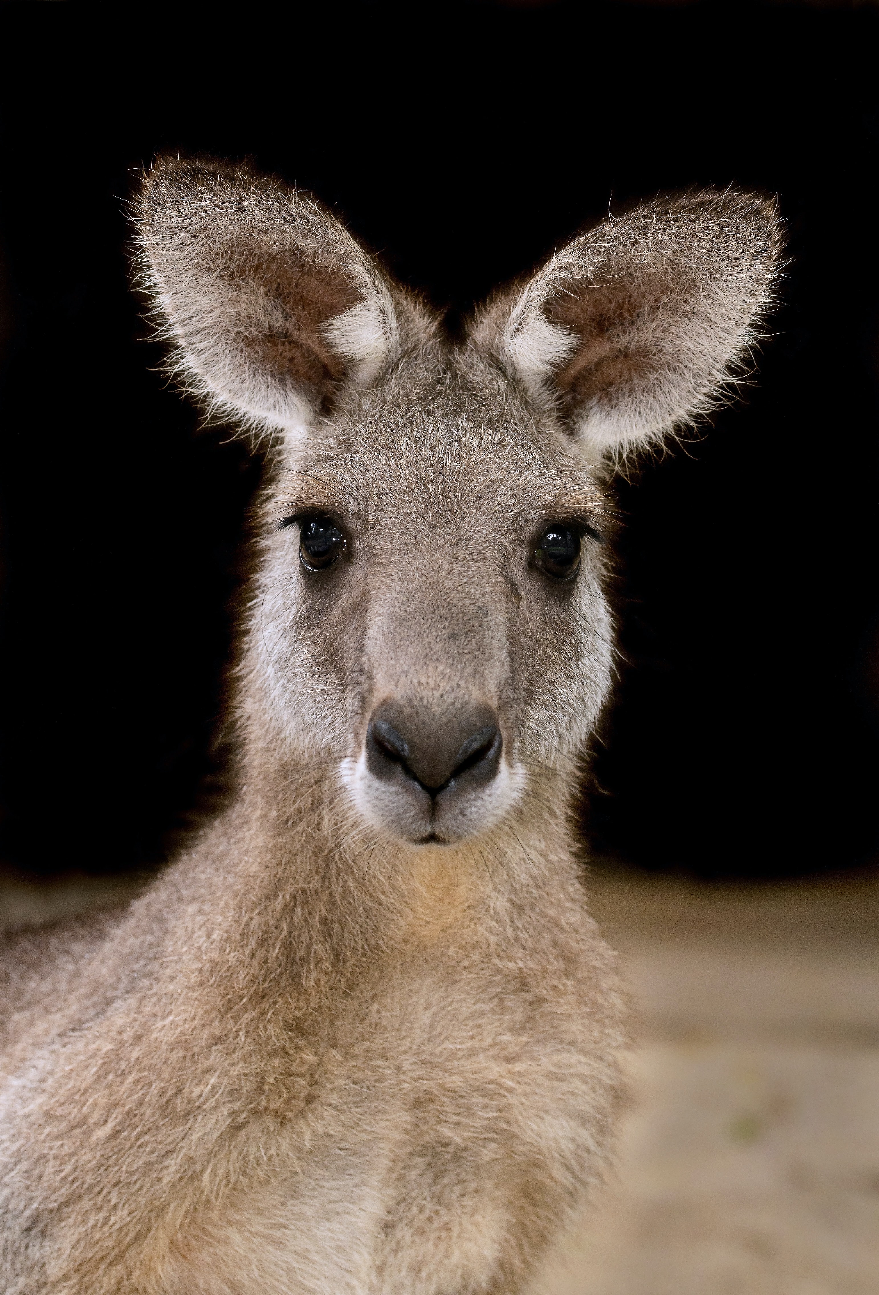 Kangaroo from Unsplash by David Clode