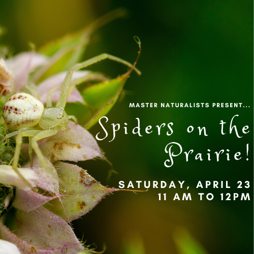 Graphic featuring a crab spider and event details