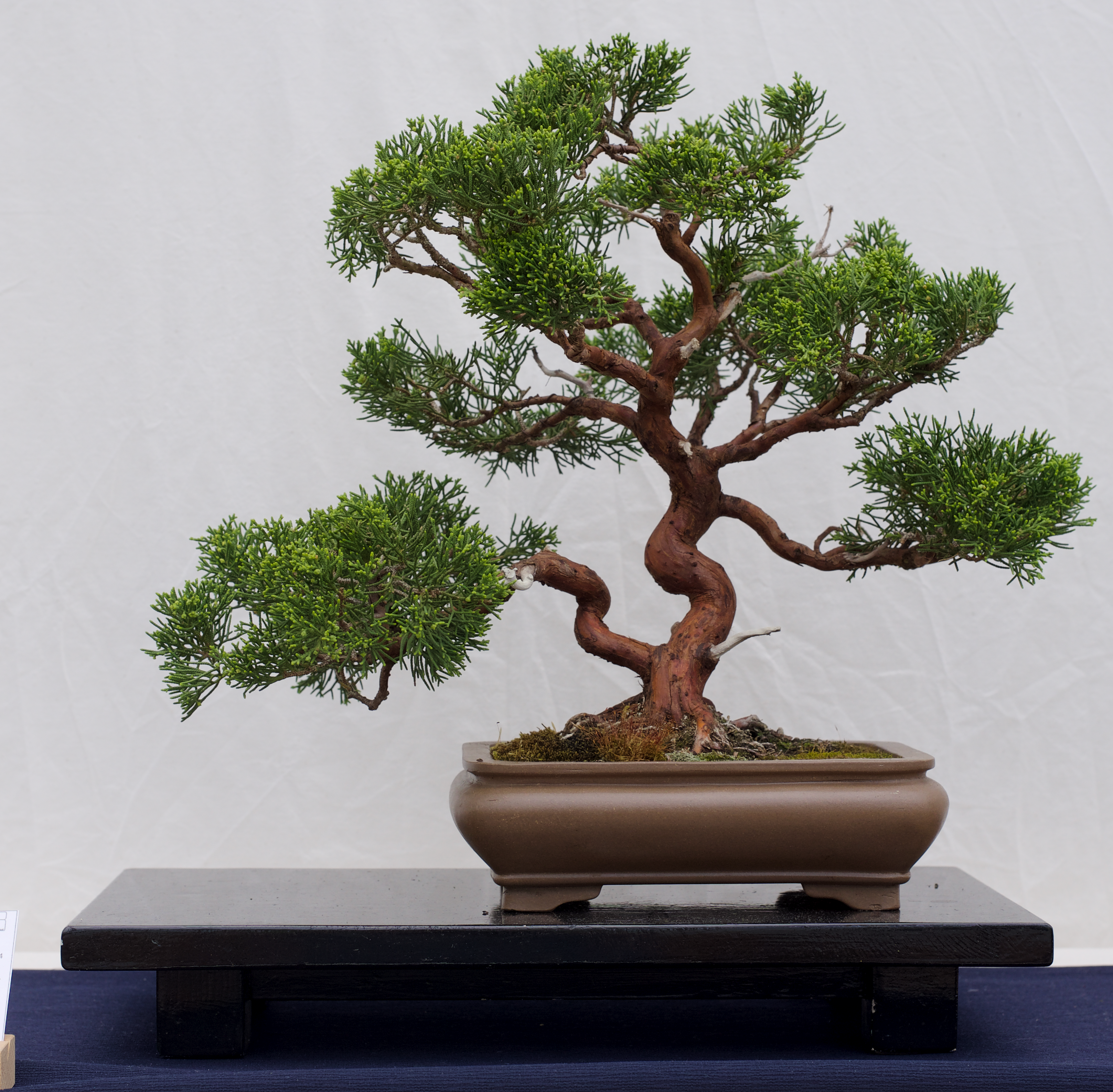 a small bonsai tree on a black platform in front of a white wall