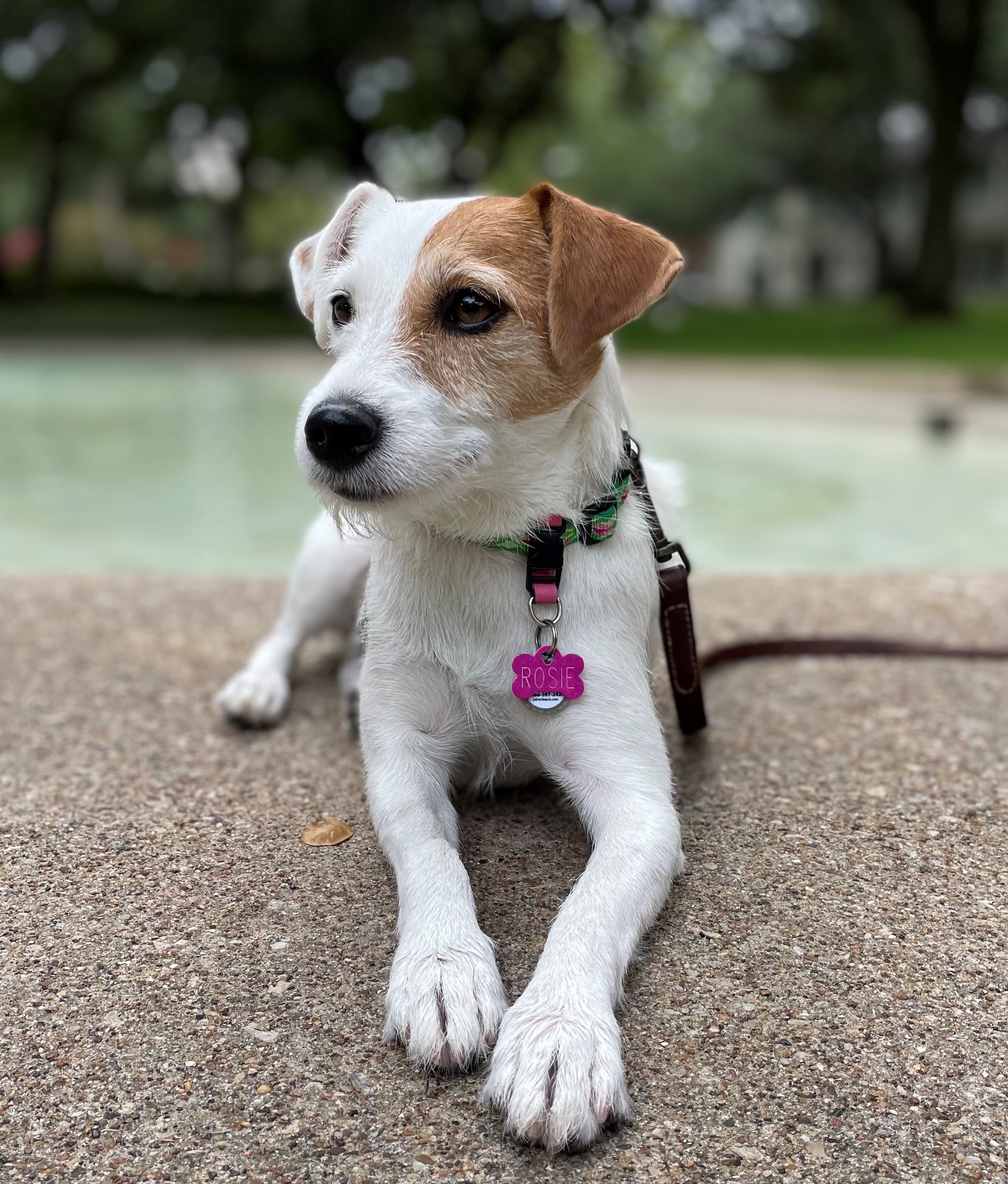 Photo of Jack Russell