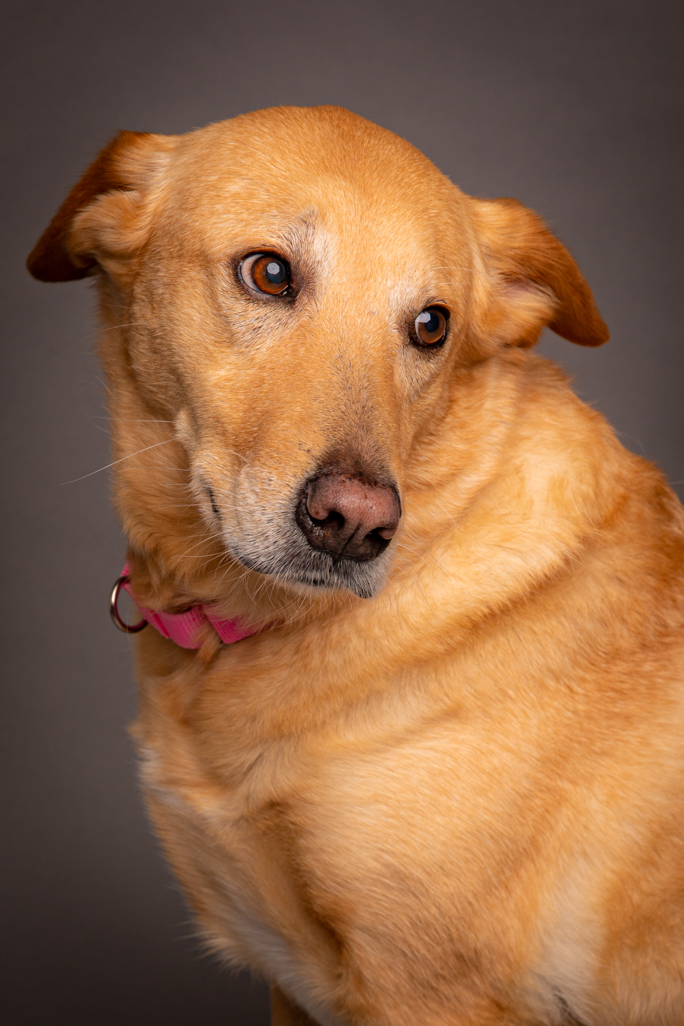 Photo of a yellow lab with a red collar