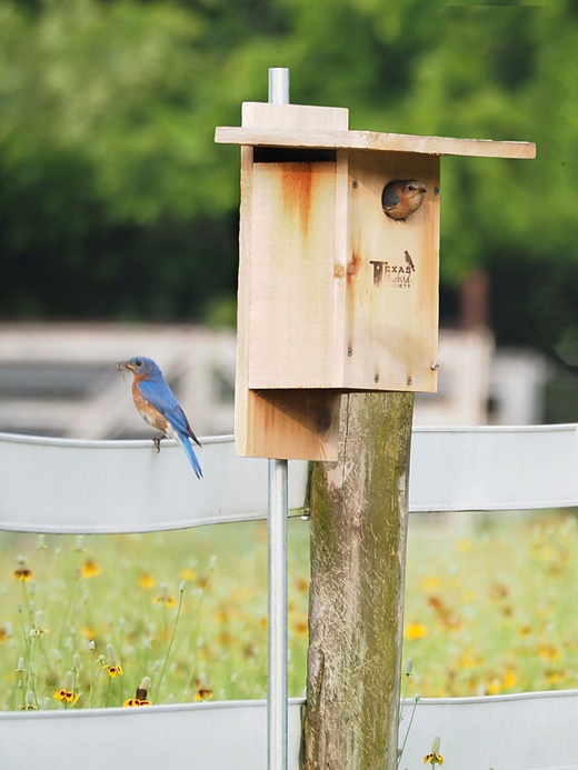 Monitoring Bluebirds