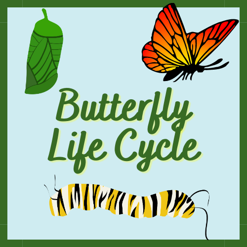 Butterfly Life Cycle Logo