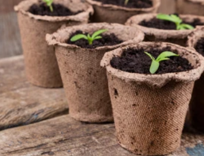 seedlings in biodegradable pots