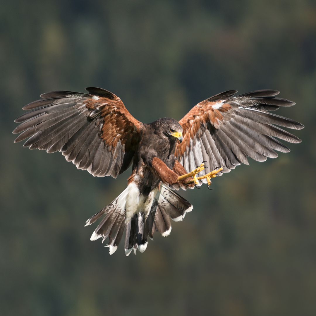 A bird of prey flaring its wings and brandishing its talons.