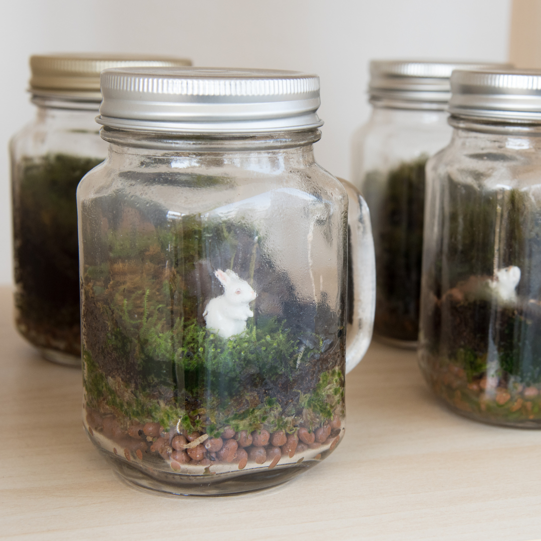 Terrariums in jars.