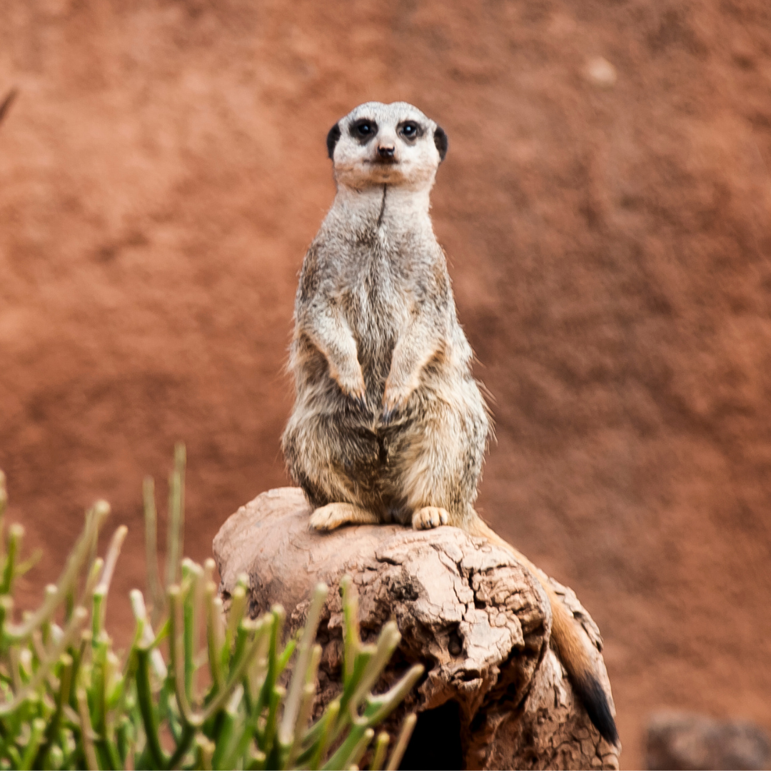 A meerkat standing upright on a stump.