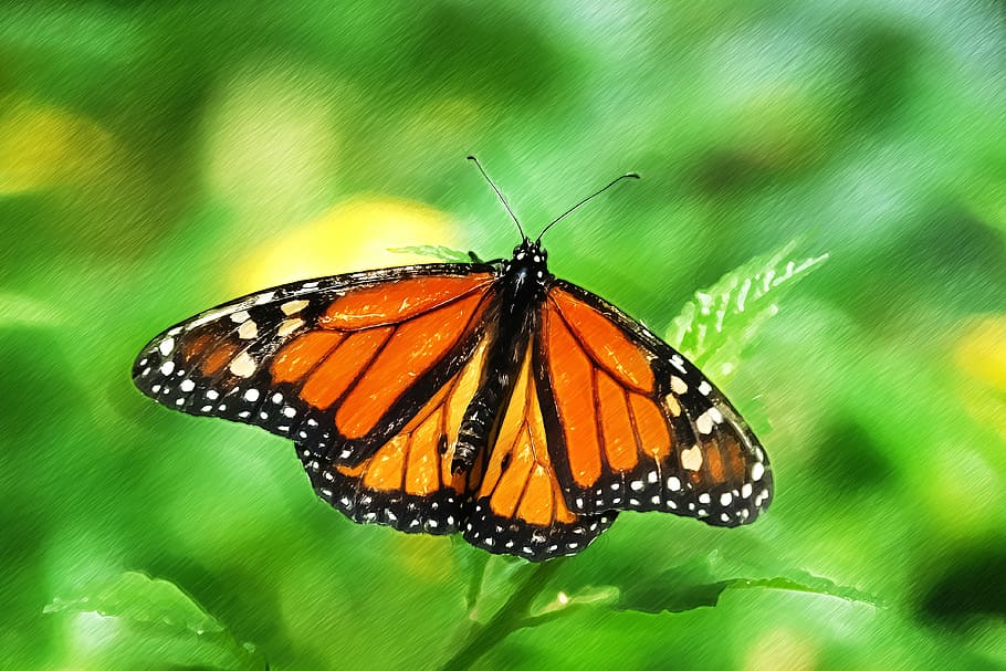 A monarch butterfly perches on a leaf, its wings spread