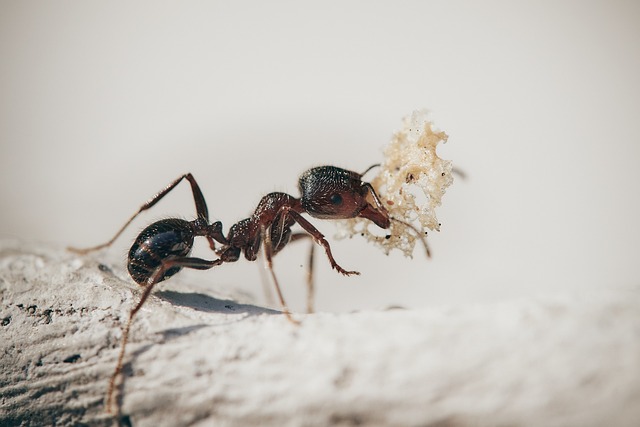 Ant Holding Food