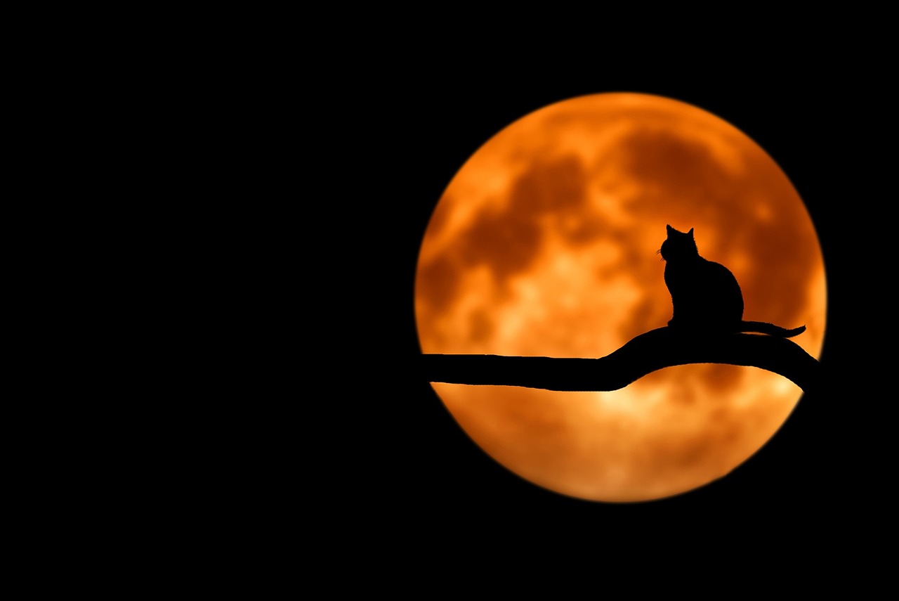 A cat on a tree branch is silhouetted against a full, orange moon.