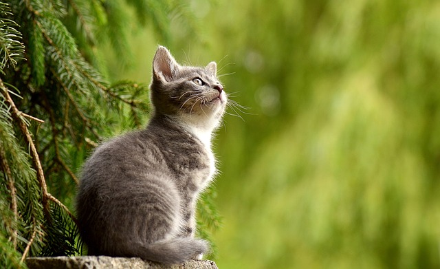 Gray Kitten in Tree