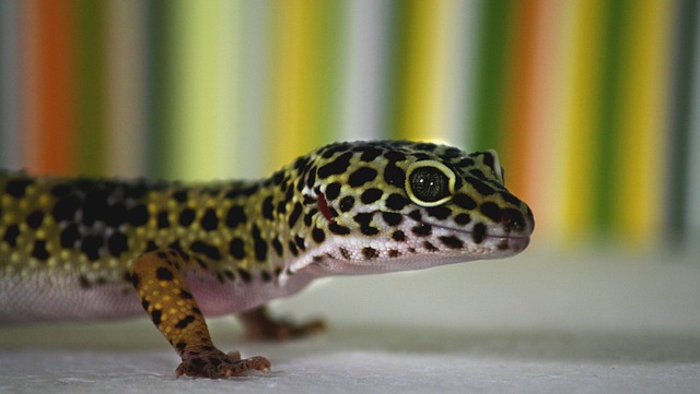 Spotted Gecko