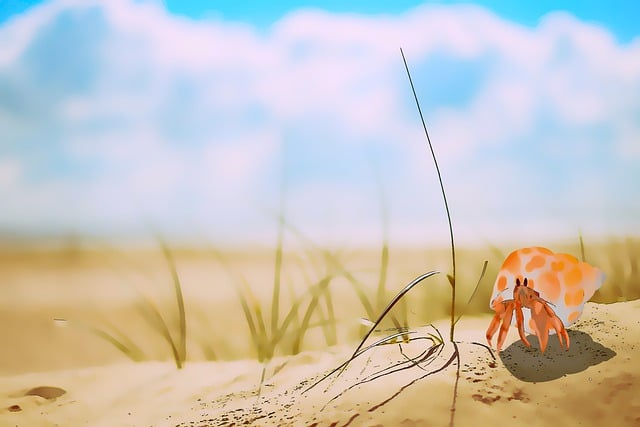 Hermit Crab on a Beach