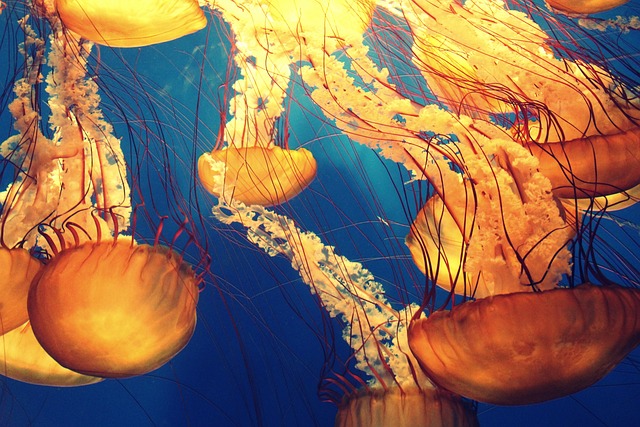 Bloom (group) of Jellyfish