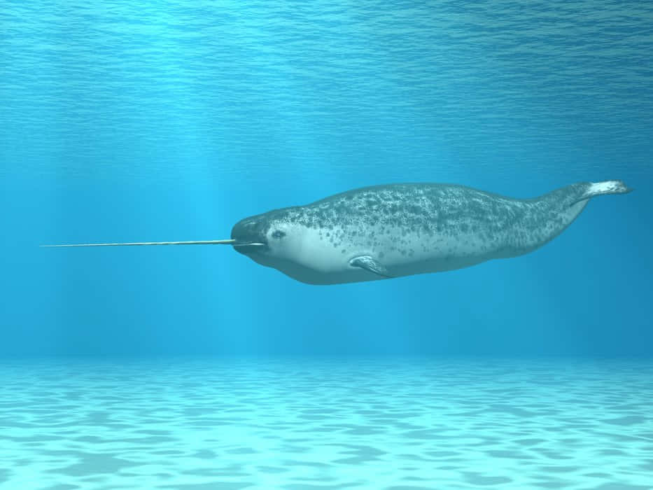 Narwhal Under Water