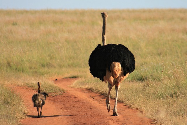 Baby and Parent Ostrich on a Dirt Road