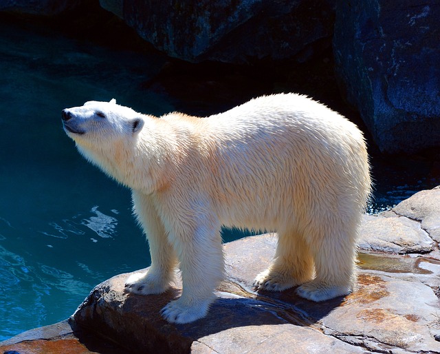 Polar Bear on Rocks