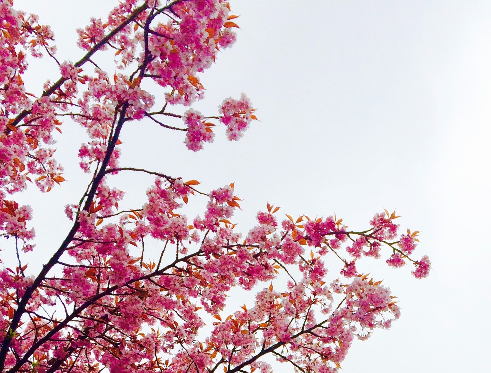 branch of cherry blossom tree with pink flowers against light background