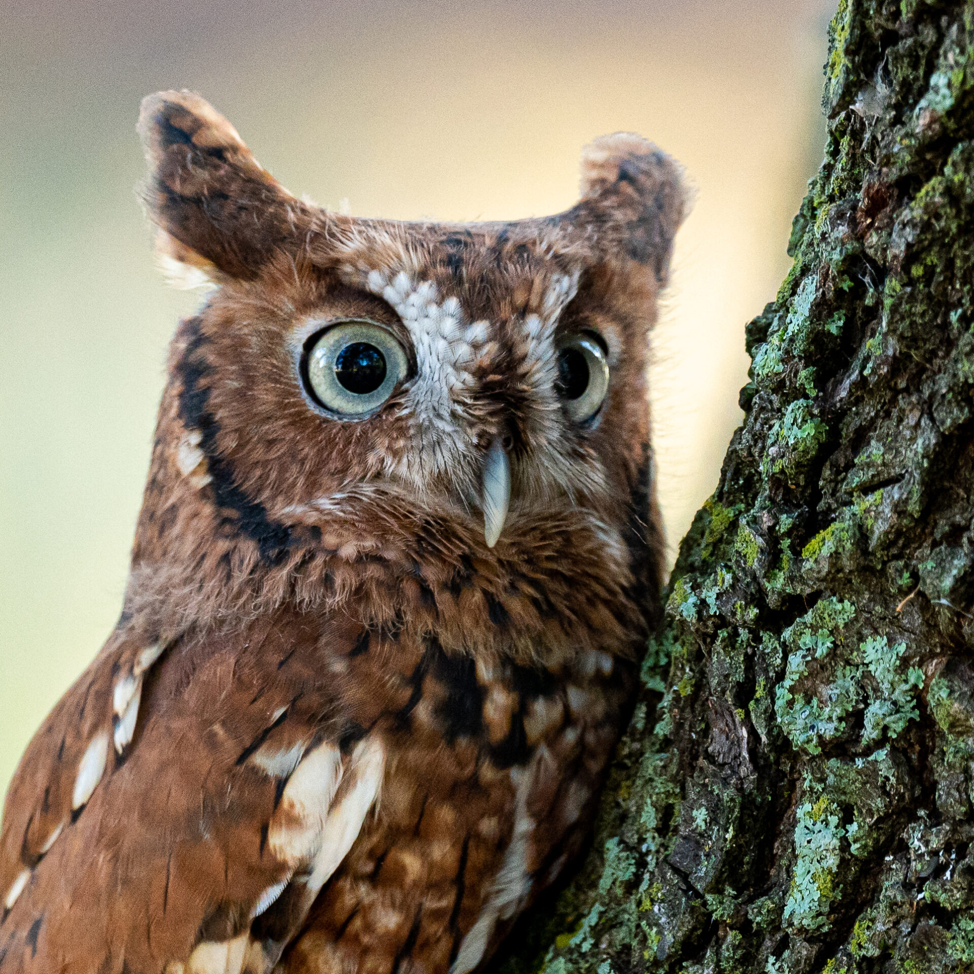owl on tree looking around