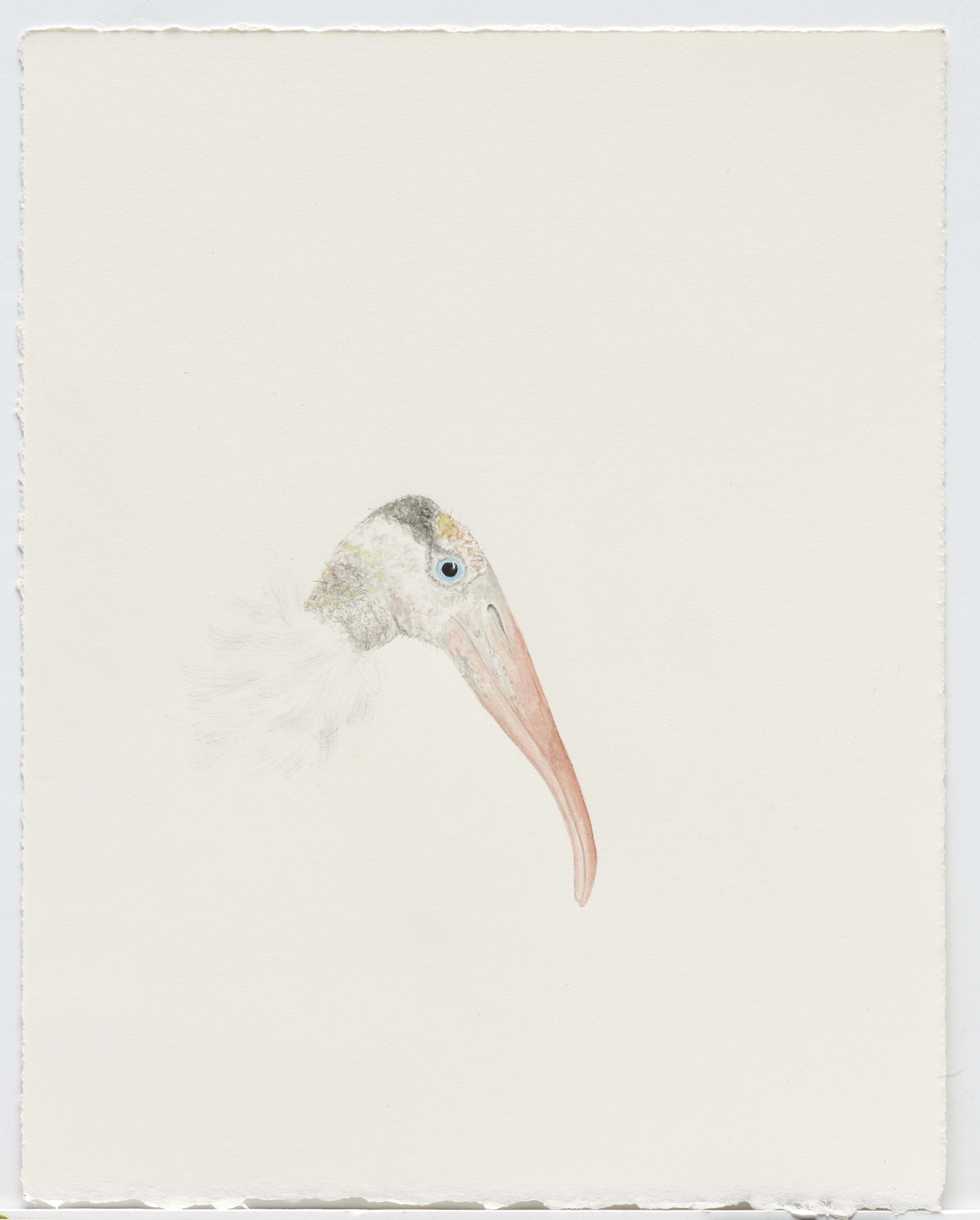 Image: Wood Stork, Trinity River, Dallas, 2018, watercolor and pencil on Arches paper, 10.25 x 8 inches is courtesy the artist and Talley Dunn Gallery, Dallas. Photograph by Chad Redmon.