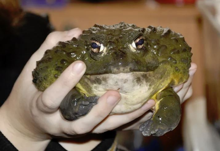 Large frog being held in person's hand