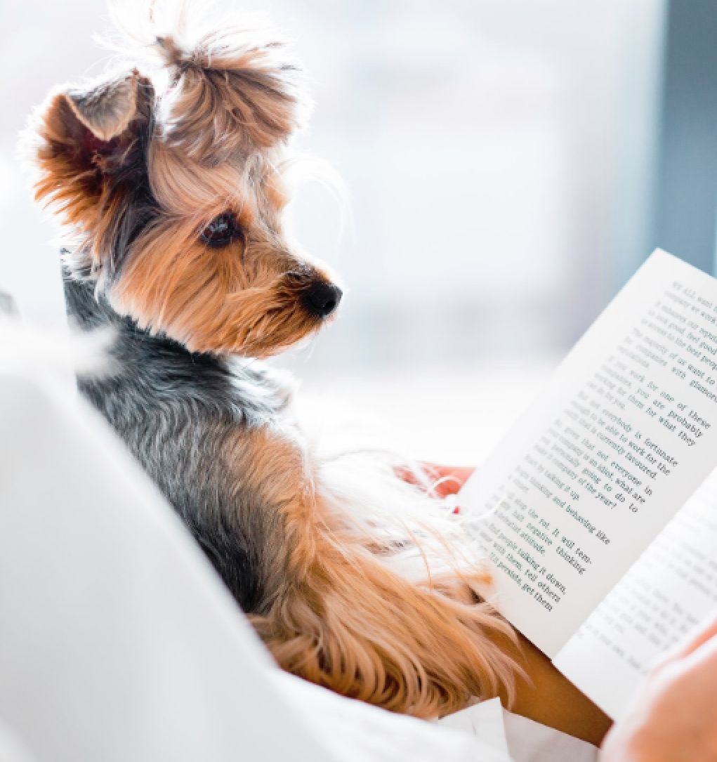 Dog looking at open book.