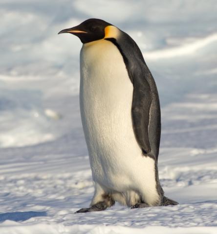 Penguin