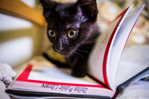 kitten in book