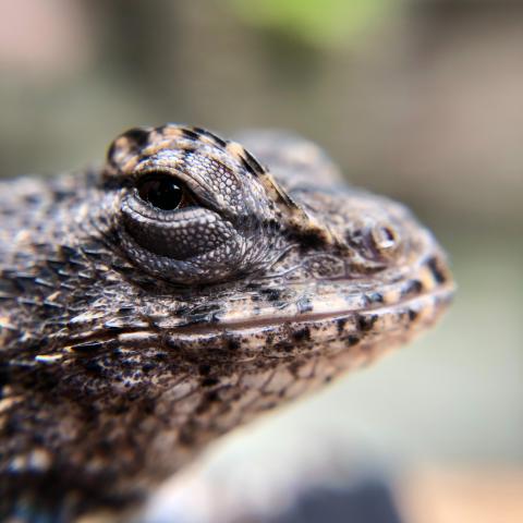 image of a lizard head from Unsplash