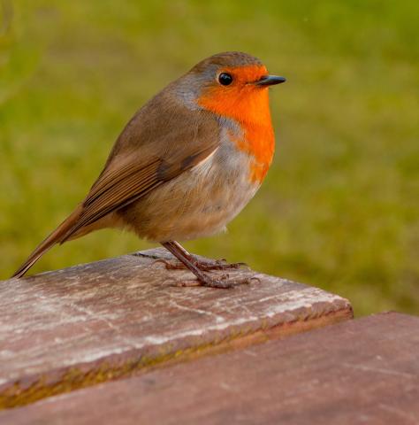 Bird photo by Photo by Allan Cox on Unsplash