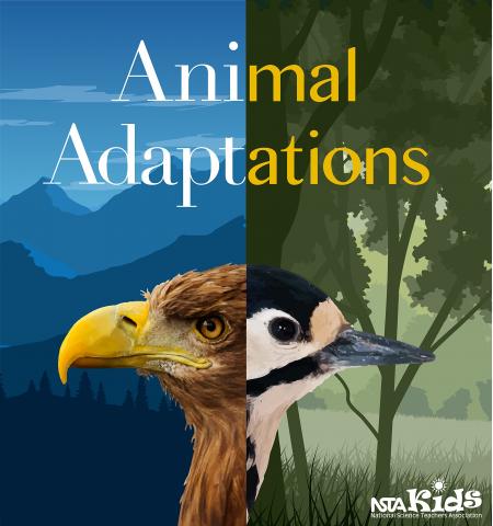 Anima Adaptations