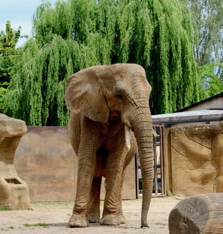 Elephant in a sanctuary from Unsplash