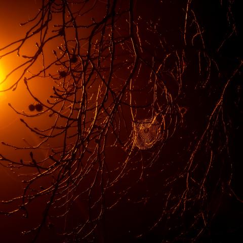 Spooky Web in a Tree by Josh Luckey on Unsplash