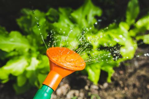 a hose with an attachment watering plants on a sunny day