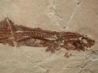 Fish Fossil