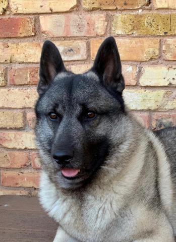 Photo of large, fuzzy black and tan dog