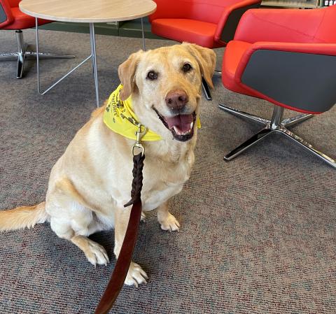 Photo of yellow lab wearing yellow bandana