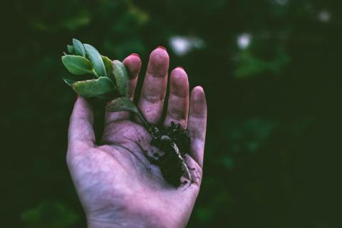 A hand holds a fresh plant cutting with roots clumped with dirt